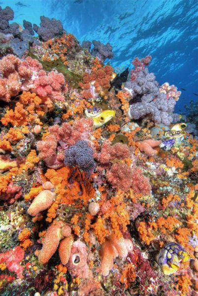 Indonesia, Papua Vibrant coral Reef Scenic